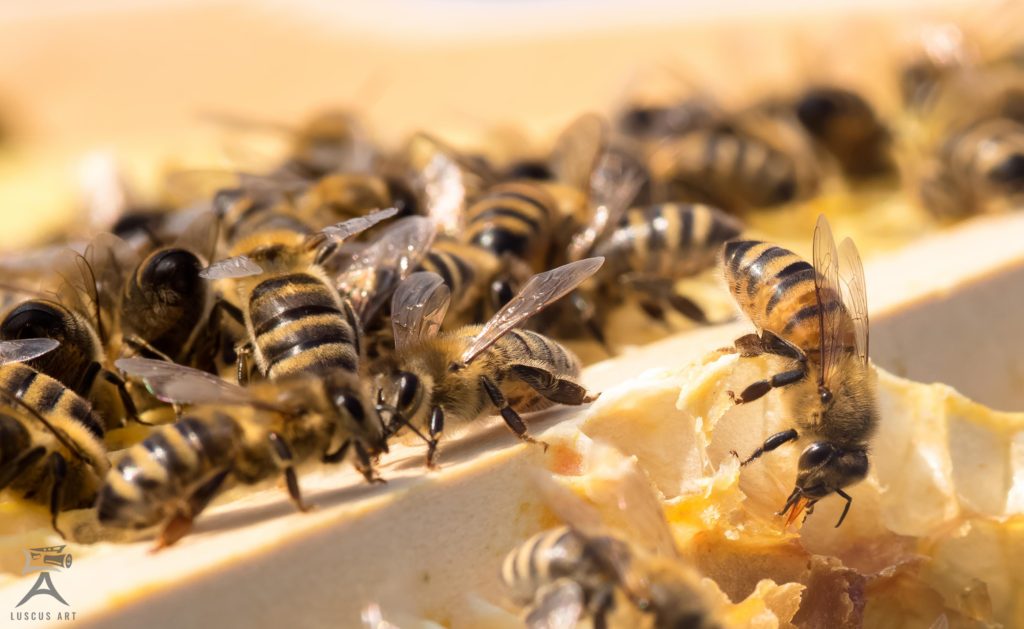 Bienen Imkerei Prautzsch