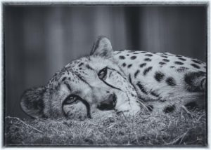 Gepard, Aachener Tierpark SW
