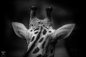 Giraffe schwarz weiss